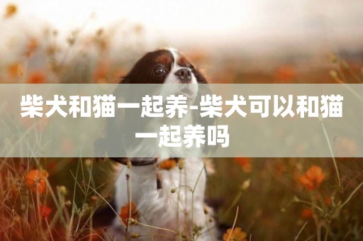 柴犬和貓一起養-柴犬可以和貓一起養嗎