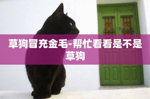 草狗冒充金毛-幫忙看看是不是草狗
