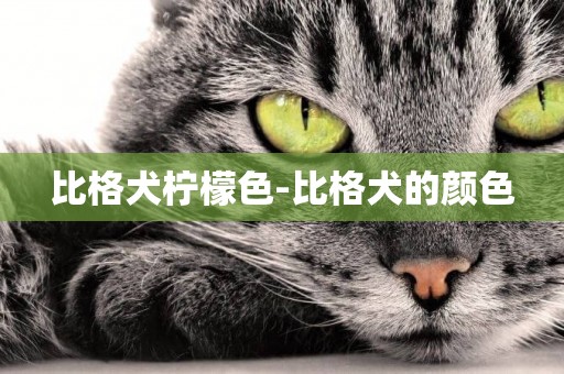 比格犬檸檬色-比格犬的顏色