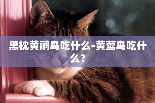 黑枕黃鸝鳥吃什么-黃鶯鳥吃什么？
