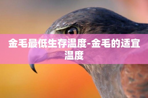 金毛最低生存溫度-金毛的適宜溫度