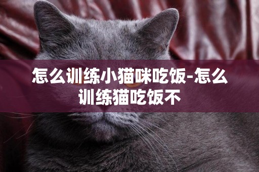 怎么訓練小貓咪吃飯-怎么訓練貓吃飯不