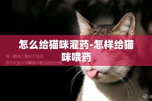 怎么給貓咪灌藥-怎樣給貓咪喂藥