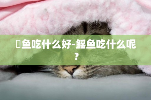 魟魚吃什么好-鰩魚吃什么呢？