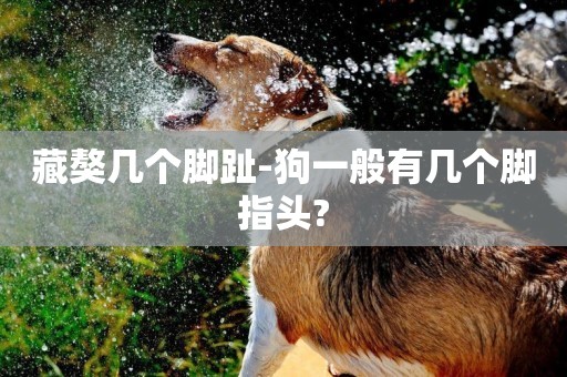 藏獒幾個腳趾-狗一般有幾個腳指頭?