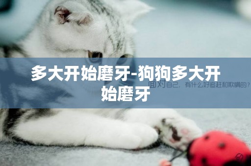 多大開始磨牙-狗狗多大開始磨牙