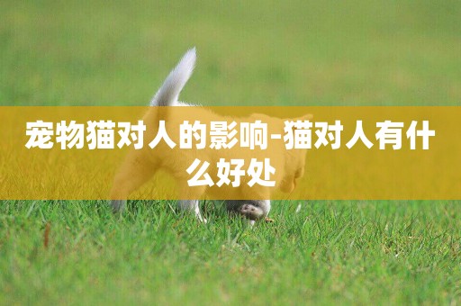 寵物貓對人的影響-貓對人有什么好處