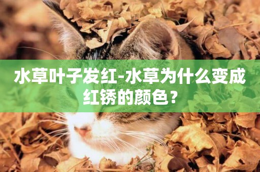 水草葉子發紅-水草為什么變成紅銹的顏色？