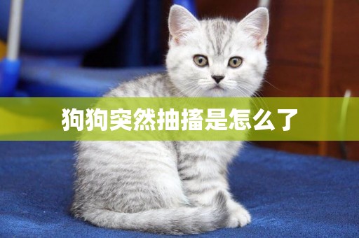 狗狗突然抽搐是怎么了