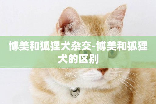 博美和狐貍犬雜交-博美和狐貍犬的區別