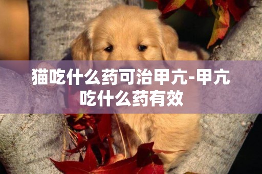 貓吃什么藥可治甲亢-甲亢吃什么藥有效