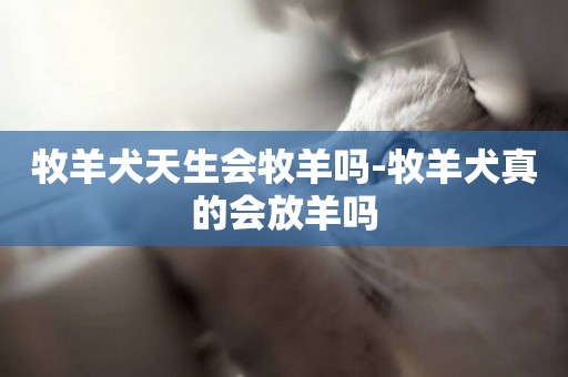 牧羊犬天生會牧羊嗎-牧羊犬真的會放羊嗎