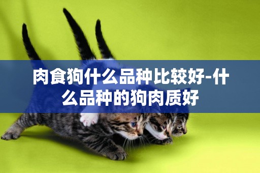 肉食狗什么品種比較好-什么品種的狗肉質好