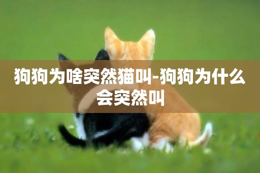 狗狗為啥突然貓叫-狗狗為什么會突然叫