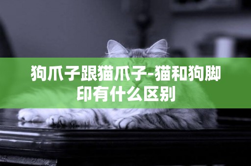狗爪子跟貓爪子-貓和狗腳印有什么區別