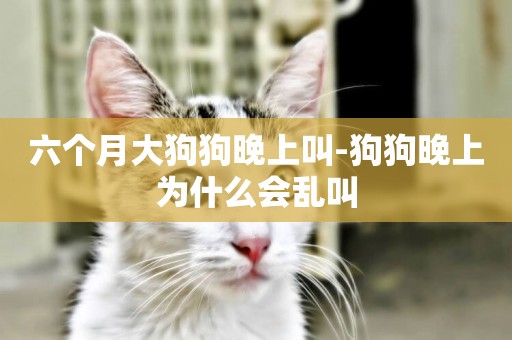 六個月大狗狗晚上叫-狗狗晚上為什么會亂叫