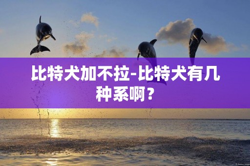 比特犬加不拉-比特犬有幾種系啊？