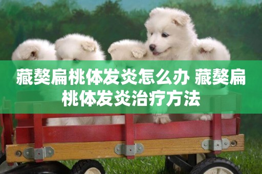 藏獒扁桃體發炎怎么辦 藏獒扁桃體發炎治療方法