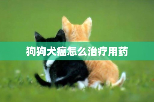 狗狗犬瘟怎么治療用藥