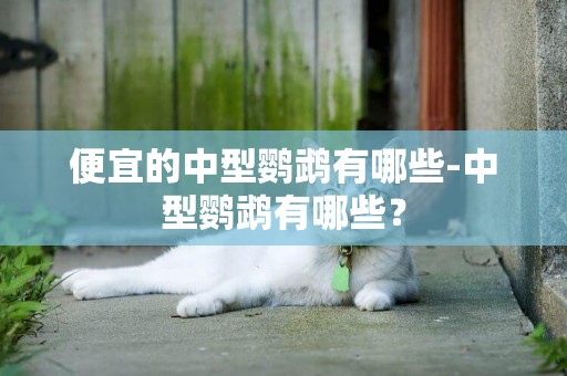 便宜的中型鸚鵡有哪些-中型鸚鵡有哪些？