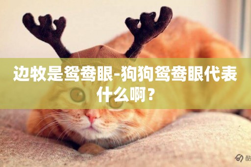 邊牧是鴛鴦眼-狗狗鴛鴦眼代表什么啊？
