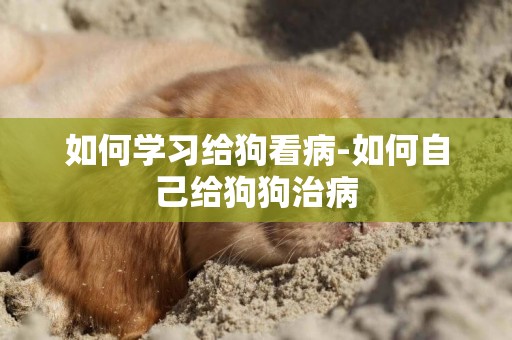 如何學習給狗看病-如何自己給狗狗治病
