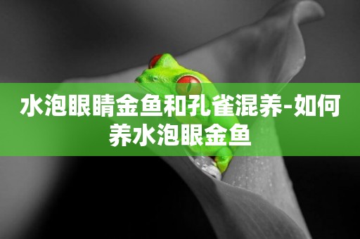 水泡眼睛金魚和孔雀混養-如何養水泡眼金魚