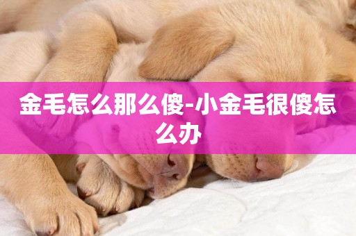金毛怎么那么傻-小金毛很傻怎么辦