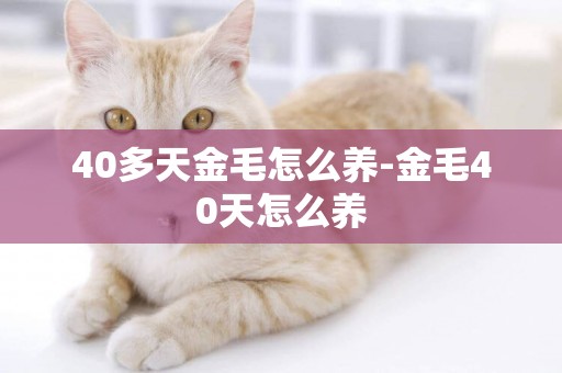 40多天金毛怎么養-金毛40天怎么養