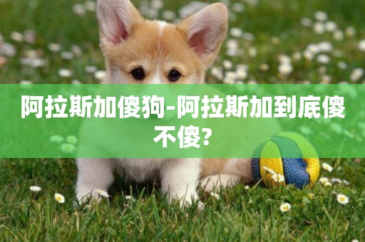 阿拉斯加傻狗-阿拉斯加到底傻不傻?