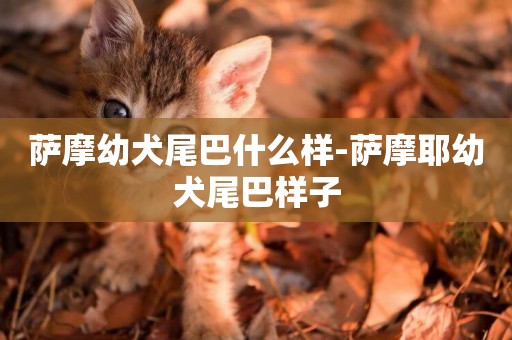薩摩幼犬尾巴什么樣-薩摩耶幼犬尾巴樣子
