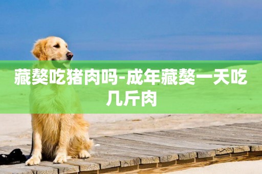 藏獒吃豬肉嗎-成年藏獒一天吃幾斤肉