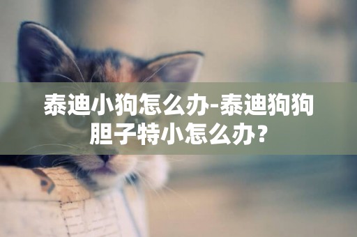 泰迪小狗怎么辦-泰迪狗狗膽子特小怎么辦？