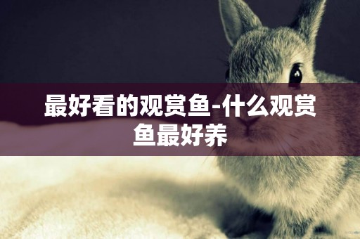最好看的觀賞魚-什么觀賞魚最好養