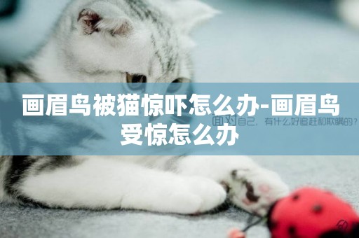 畫眉鳥被貓驚嚇怎么辦-畫眉鳥受驚怎么辦
