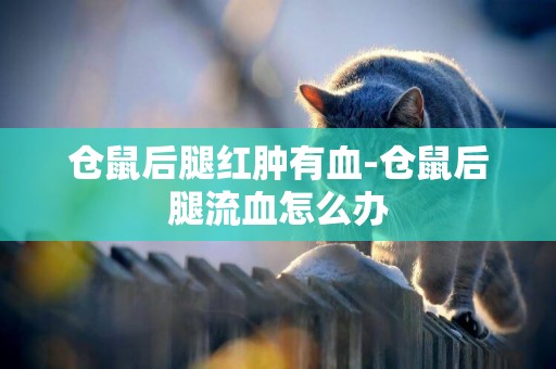 倉鼠后腿紅腫有血-倉鼠后腿流血怎么辦