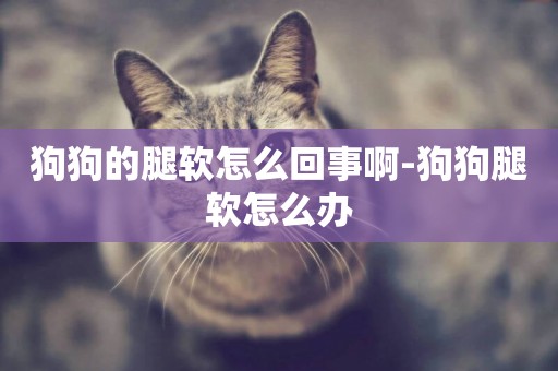 狗狗的腿軟怎么回事啊-狗狗腿軟怎么辦