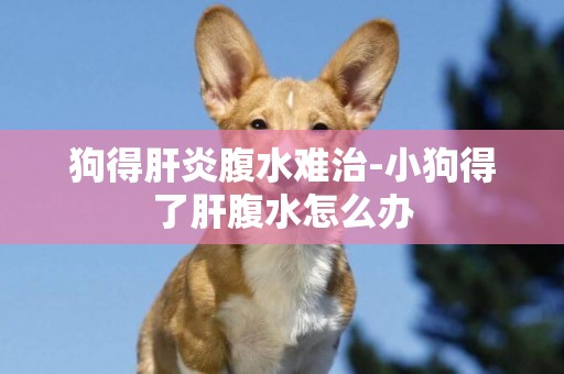 狗得肝炎腹水難治-小狗得了肝腹水怎么辦
