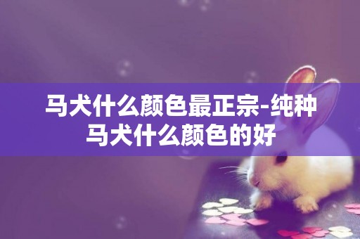 馬犬什么顏色最正宗-純種馬犬什么顏色的好