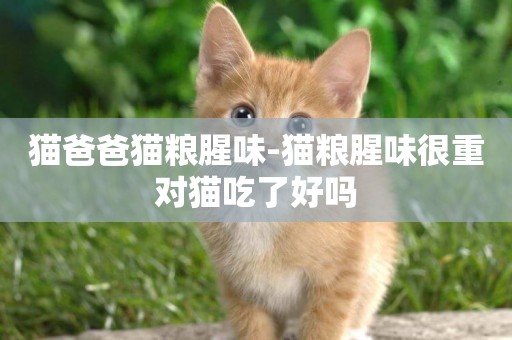 貓爸爸貓糧腥味-貓糧腥味很重對貓吃了好嗎