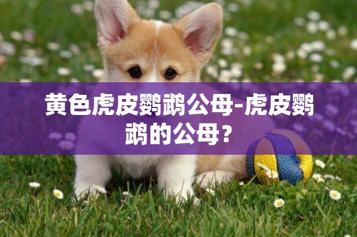 黃色虎皮鸚鵡公母-虎皮鸚鵡的公母？