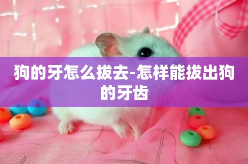 狗的牙怎么拔去-怎樣能拔出狗的牙齒
