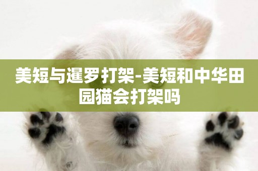美短與暹羅打架-美短和中華田園貓會打架嗎