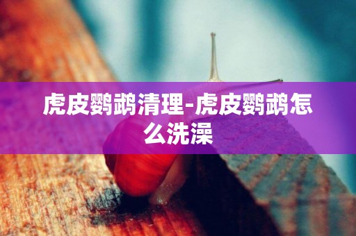 虎皮鸚鵡清理-虎皮鸚鵡怎么洗澡