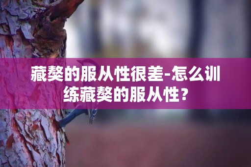 藏獒的服從性很差-怎么訓練藏獒的服從性？