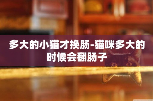 多大的小貓才換腸-貓咪多大的時候會翻腸子