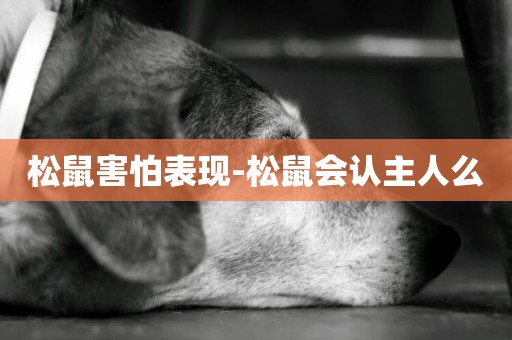松鼠害怕表現-松鼠會認主人么