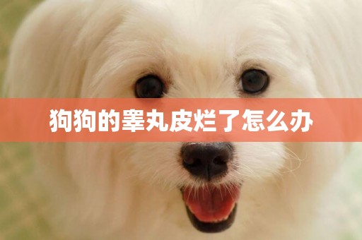 狗狗的睪丸皮爛了怎么辦