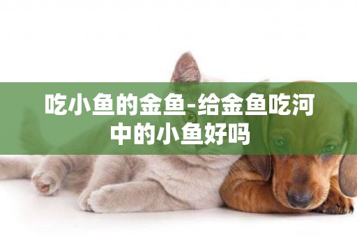 吃小魚的金魚-給金魚吃河中的小魚好嗎