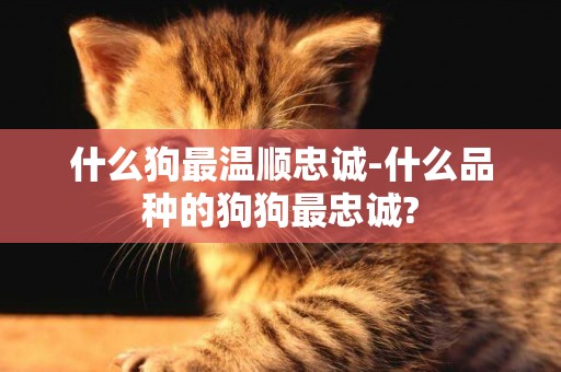 什么狗最溫順忠誠-什么品種的狗狗最忠誠?
